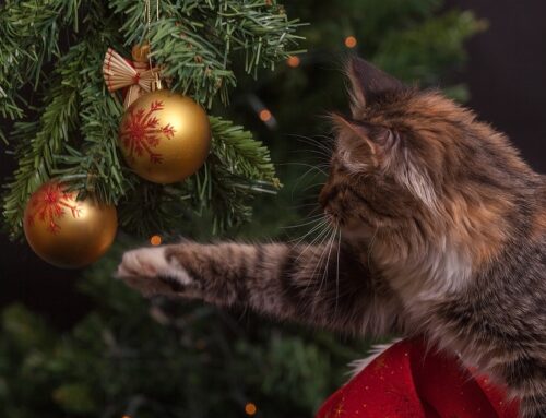 5 Tips for a Cat Friendly Festive Season