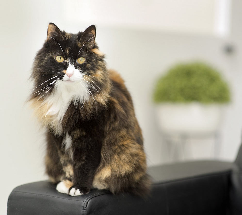 cheltenham cattery with cat on chair