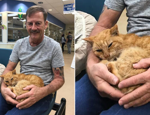 Missing cat reunited with owner after 14 years
